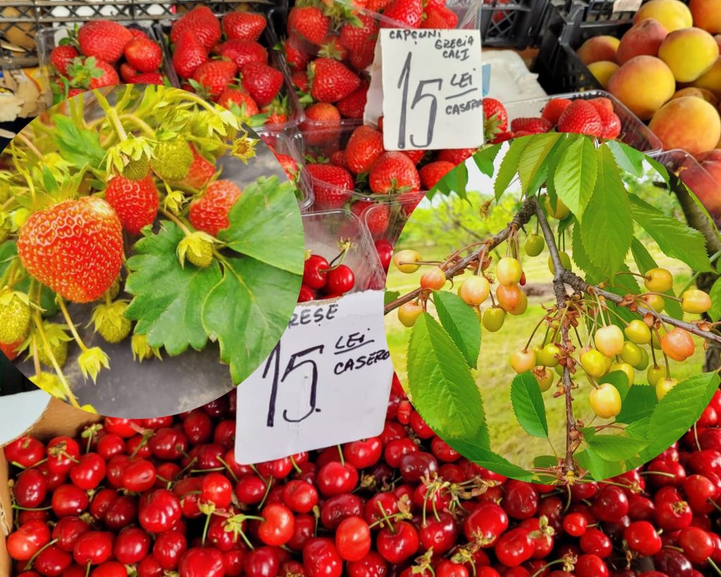 Când vom mânca cireșe și căpșuni din Buzău. Ce prețuri vor avea, în comparație cu fructele din import