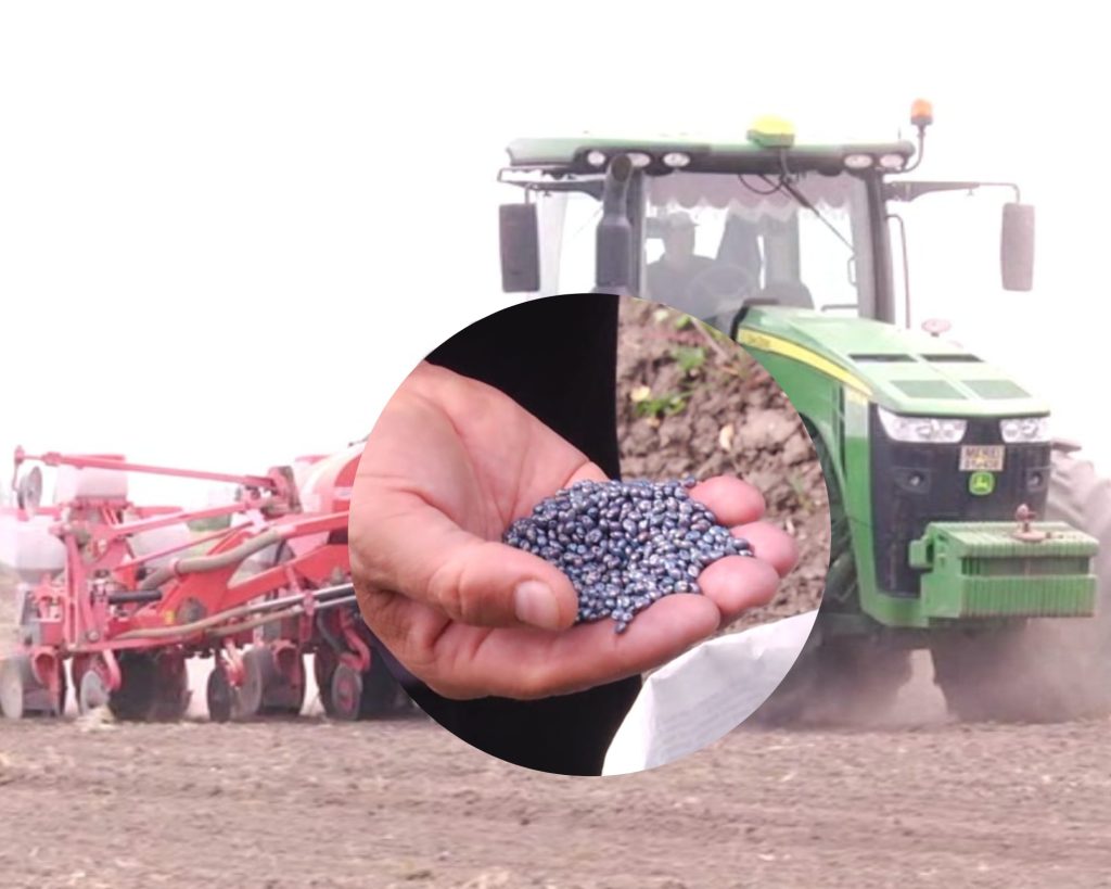 (Video) A început însămânțarea unei plante din Africa. Din ea se face o pâine fără gluten