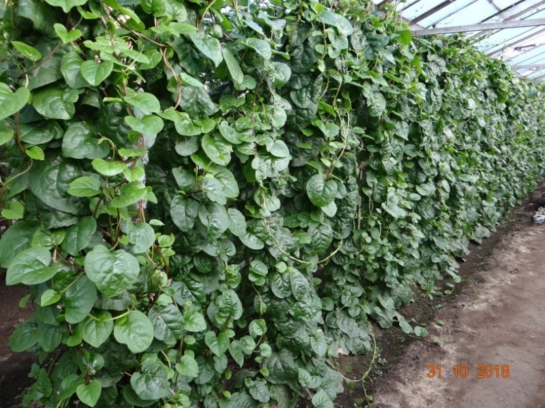 (Video)Spanacul exotic care poate fi cultivat la Buzău. Previne anemia și cancerul de colon