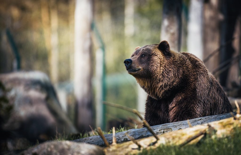 Liber la vânătoarea de urși! Câte exemplare poate recolta Buzăul