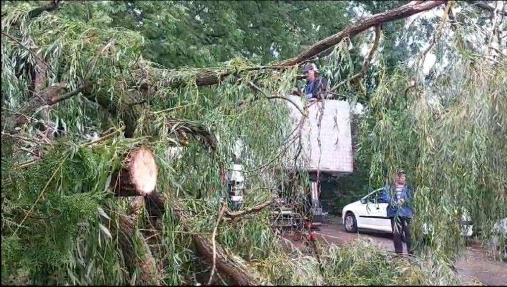 Furtuna i-a lovit peste ochi! Primăria Buzău și Direcția Silvică își pasează castana fierbinte în cazul arborilor doborâți în oraș