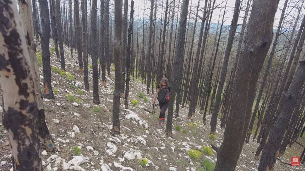 (Video) Ce a mai rămas din pădurea de pini de pe Dealul Istrița, mistuită de flăcări în urmă cu un an