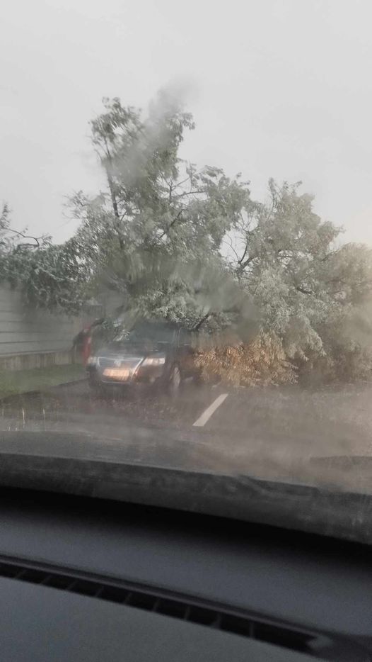 Ploaie și vânt puternic. Buzoienii, avertizați să rămână în locuințe. Un copac a căzut peste  o mașină