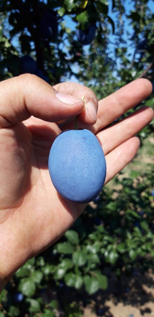 Sezonul fructelor gigant! Cât cântărește o prună ”dolofană”