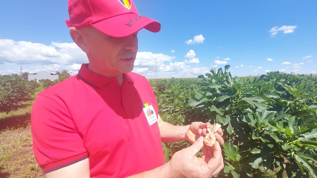 (Video) ”Fructul regilor”, cultivat la ieșirea din municipiul Buzău. Cine ajunge la plantație mănâncă gratis