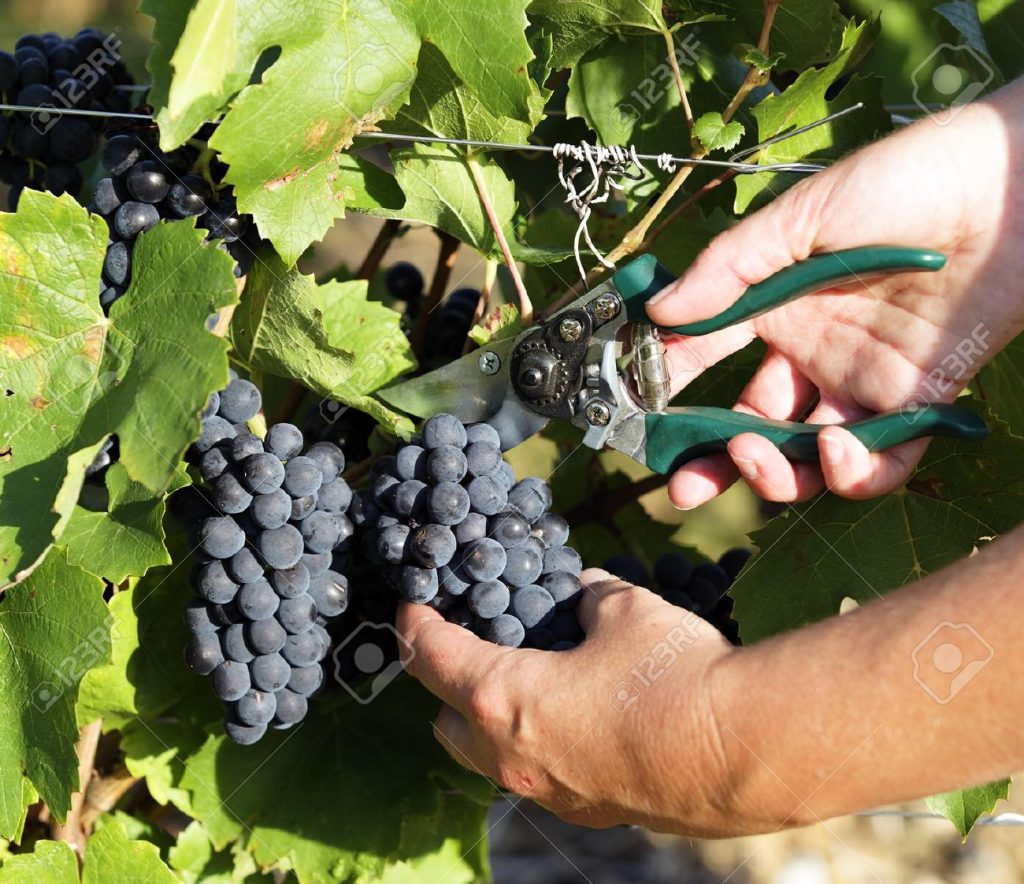 Struguri puțini, vin de calitate! Cu ce noutăți surprind cercetătorii de la Pietroasa