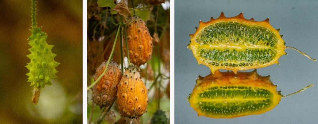 Recomandat de cercetătorii buzoieni: castravetele țepos cu gust de kiwi, bogat în vitamina C și fier
