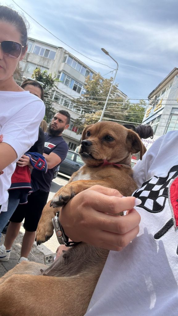 (VIDEO) Imagini cu impact emoțional! Revoltă online după ce un buzoian și-a abandonat animalul de companie în plină zi, în zona de nord a municipiului