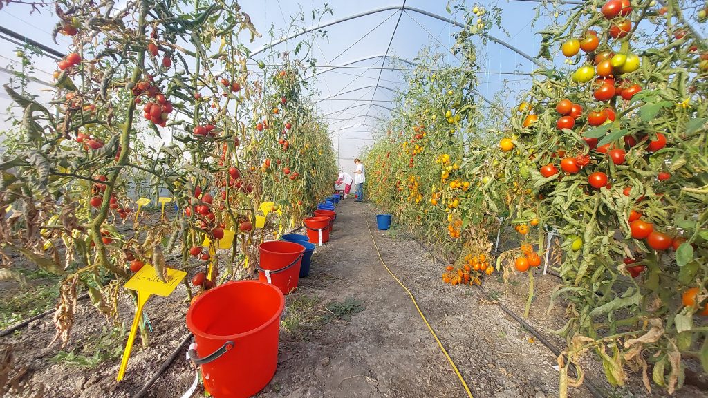 Se adună recolta la Banca de Gene. Sunt sute de linii noi de tomate. Cum poate ajunge sămânță românească în piață