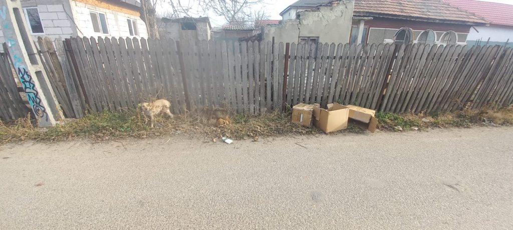 Cazul câinilor abandonați la Mărăcineni a devenit viral. Ce s-a întâmplat după apariția imaginilor