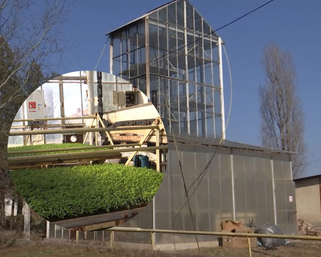 (Video) Sera care consumă cât un bec și produce răsaduri pentru un hectar. Funcționează la Buzău