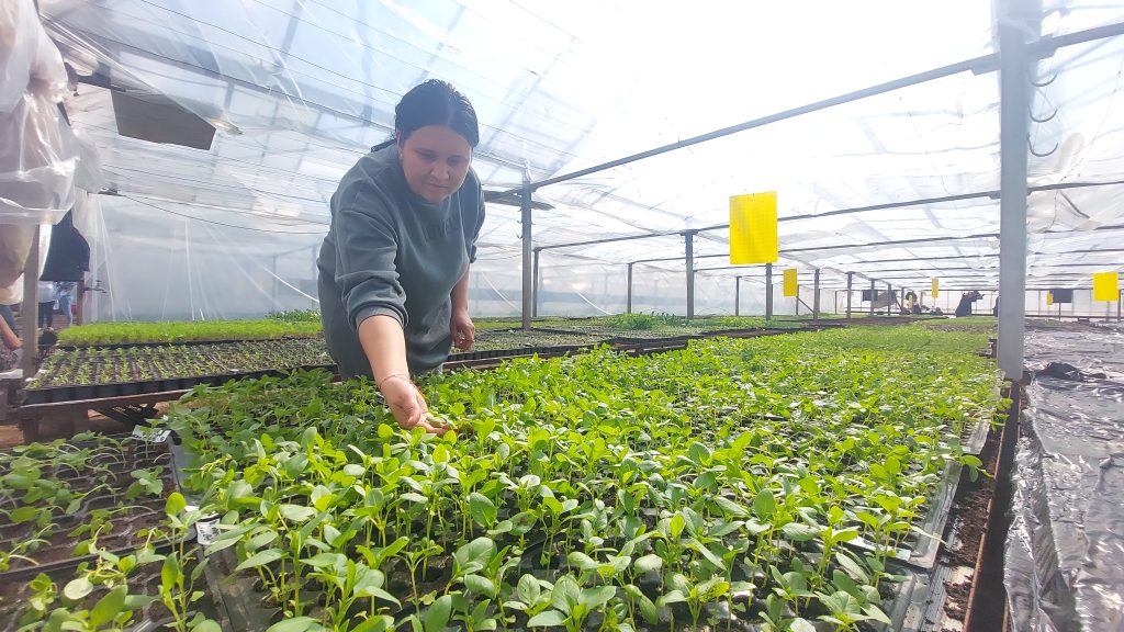 (Foto&Video)Plantele care te scapă de boală! Cu mai puțin de 50 de lei ai propria farmacie verde