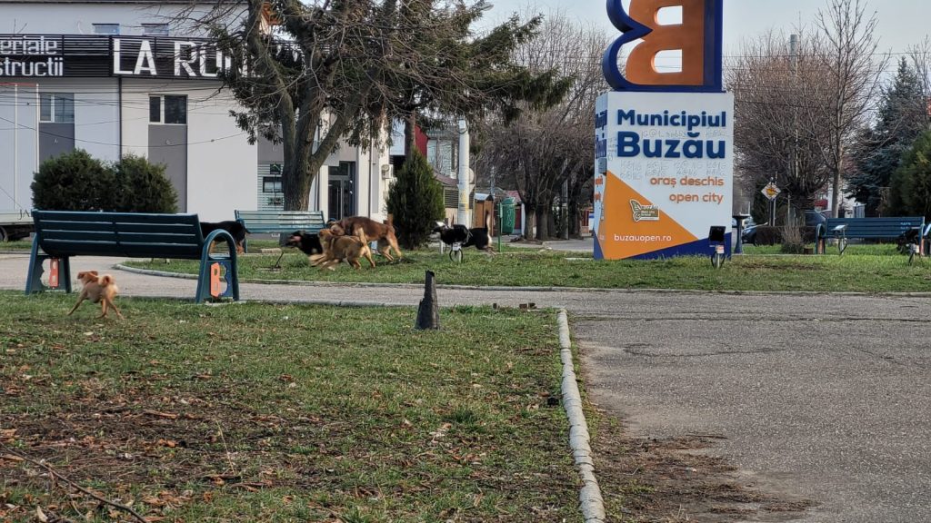 ”Crescătorie” de maidanezi la Buzău. Numărul câinilor și haitelor de pe străzi e tot mai mare