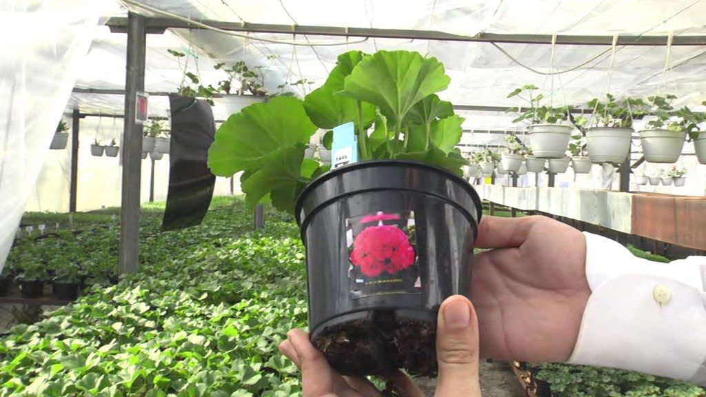 Planta spectaculoasă cu care îți poți exersa abilitățile de grădinar. De ce condiții are nevoie și unde poate fi găsită