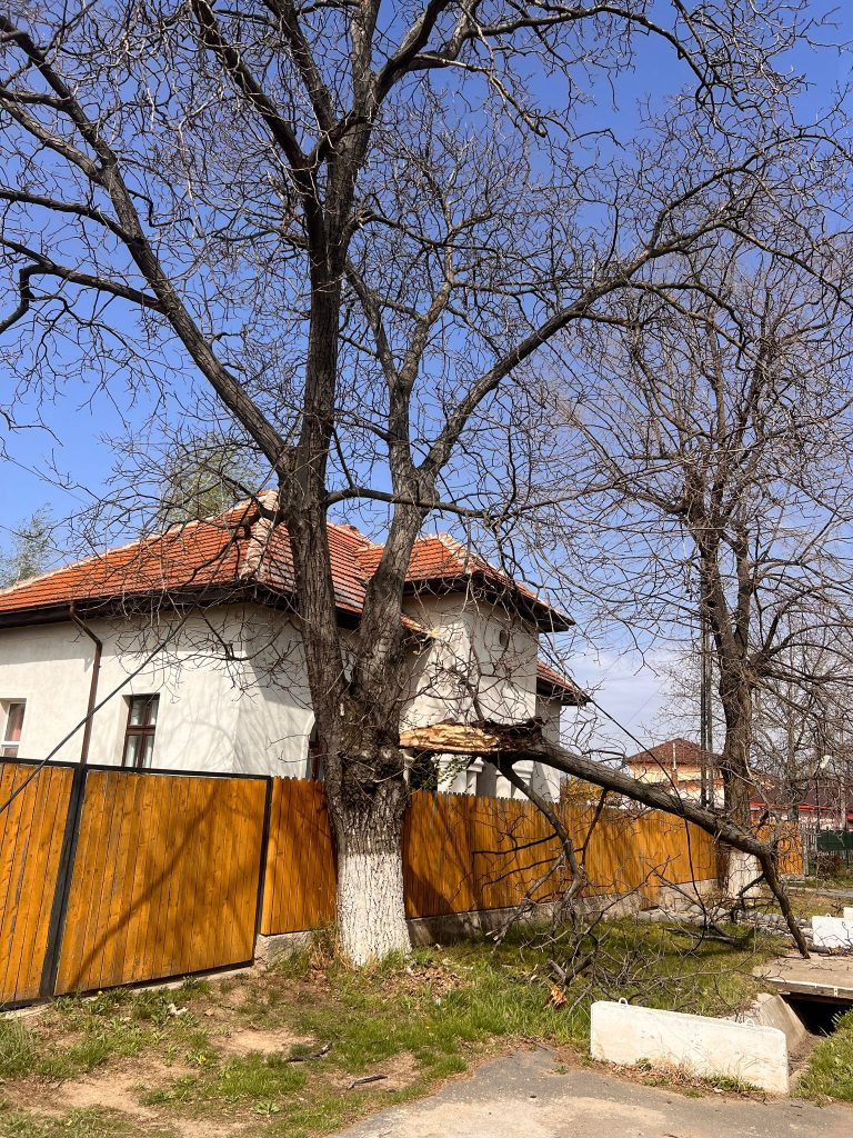 (UPDATE) (FOTO) Copaci doborâți de vântul puternic. Este cod portocaliu de vijelii în aproape tot județul