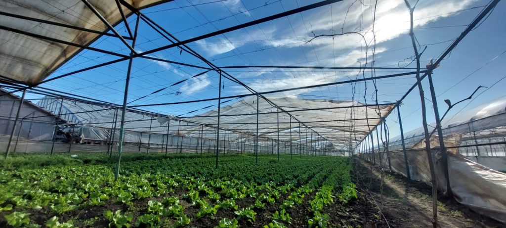 (FOTO&VIDEO) Solarii distruse de vijelii, la Glodeanu Sărat. Lovitură dură pentru legumicultori