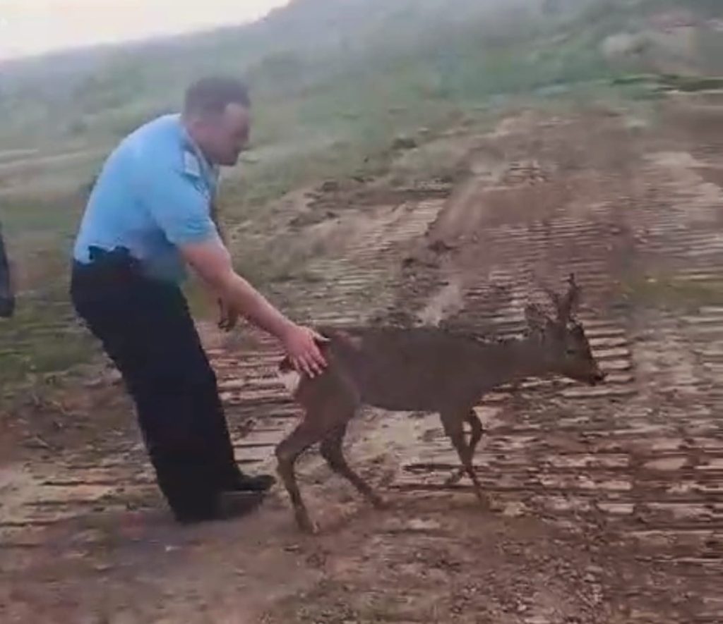 (Video) Cum au salvat jandarmii un pui de căprioară