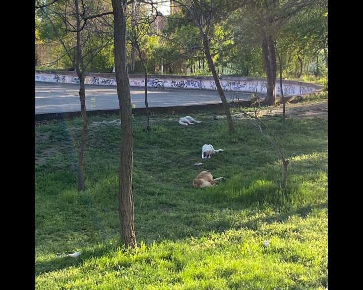 Femeie atacată de câini în Parcul Tineretului, ziua în amiaza mare! Apelul buzoienilor către autorități