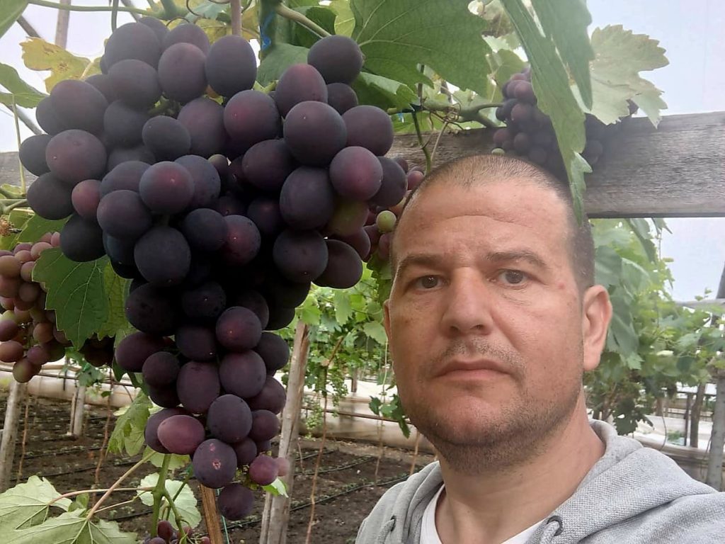 (Video) Buzoianul care produce struguri gigant în solarii. Un ciorchine depășește 2 kilograme
