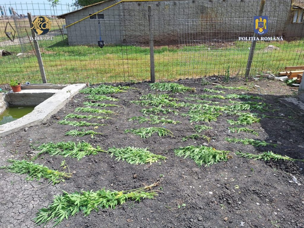 (FOTO&VIDEO) Culturi de canabis, cu zeci de plante, descoperite de oamenii legii. Drogurile ajungeau la clienții din județ