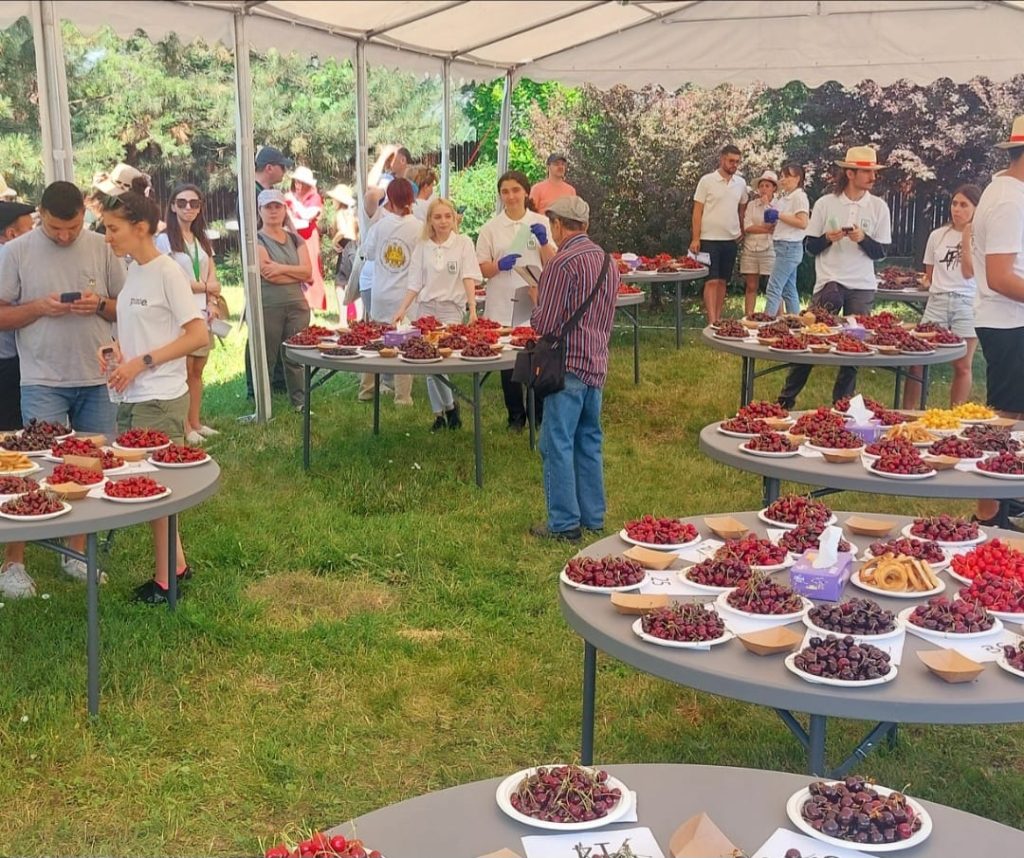 Sărbătoarea Cireșului revine cu 75 de soiuri din toată țara. Cu cât se vor vinde cireșele la Istrița