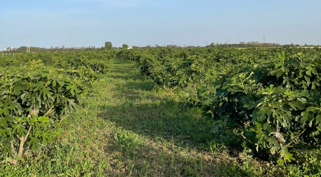 (FOTO) S-au copt “fructele regilor”. Locul din Buzău unde poți mânca smochine gratis, direct din livadă