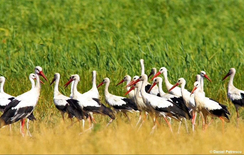 Tu iubești natura? Uite un gest simplu, voluntar, prin care poți să o dovedești!
