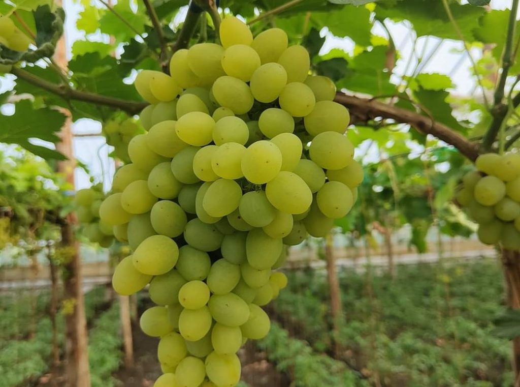 Primii struguri din producția locală, scoși la vânzare. Cu cât se vinde kilogramul