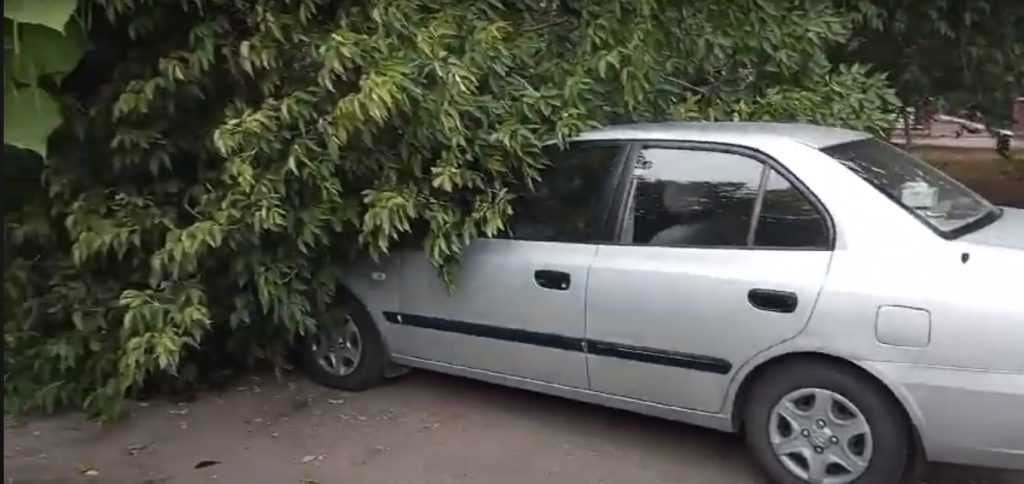 VIDEO: Incident grav! Un arbore s-a rupt din senin, în Buzău, și a căzut pe o mașină parcată