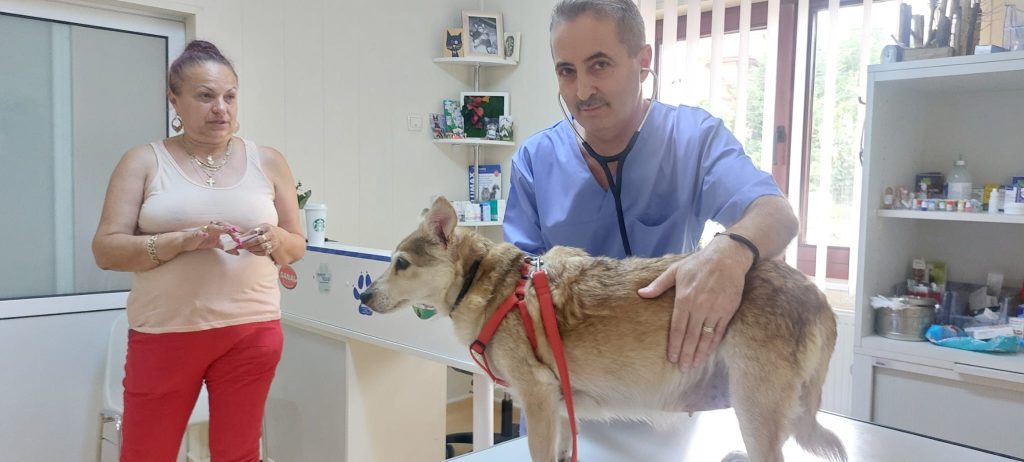 (Video) Amplă campanie de sterilizare a câinilor cu stăpân. Primăria va suporta toate costurile