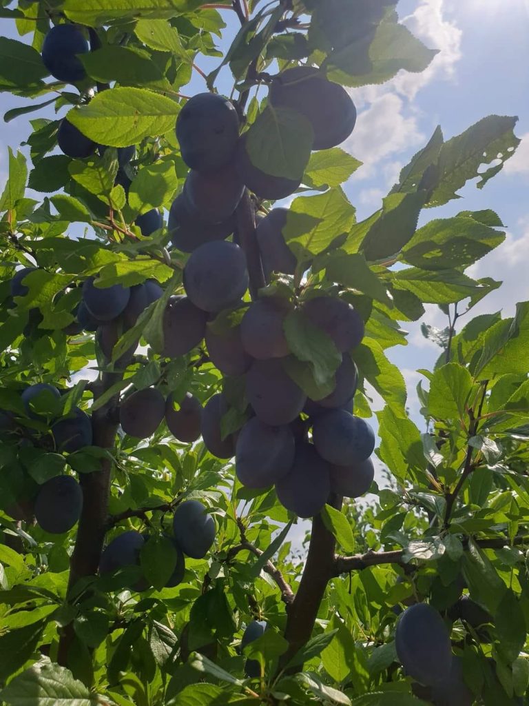 Cum se prezintă producția de prune după un an cu vreme extrem de capricioasă? Explicațiile cercetătorilor