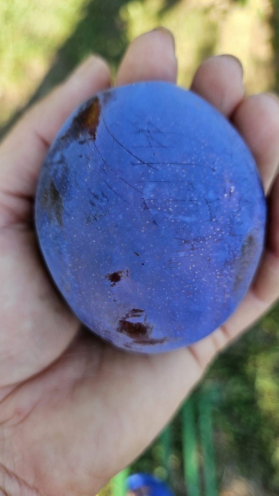 Prune de dimensiuni record într-o livadă din Buzău. Fructele au depășit așteptările cercetătorilor care au omologat soiul