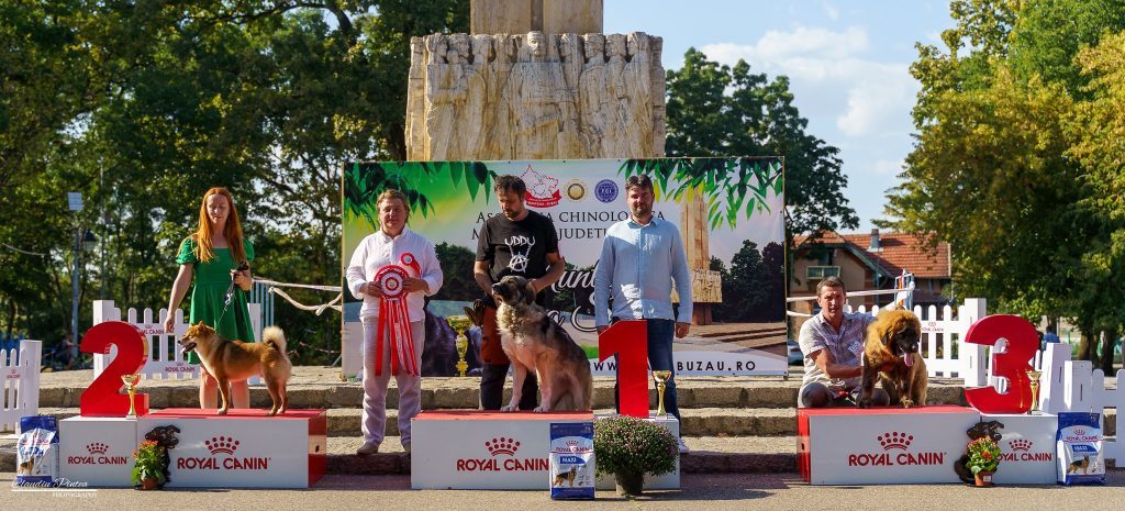 Eveniment de ”rasă” la Buzău! Cele mai valoroase exemplare canine concurează pentru titlul de ”cel mai frumos câine”