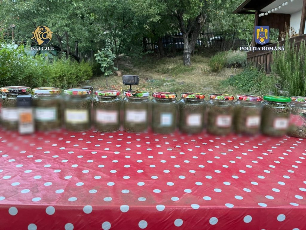 (FOTO&VIDEO) Afaceri cu droguri puse la punct într-o comună din Buzău. Culturile de canabis, lângă casele sătenilor