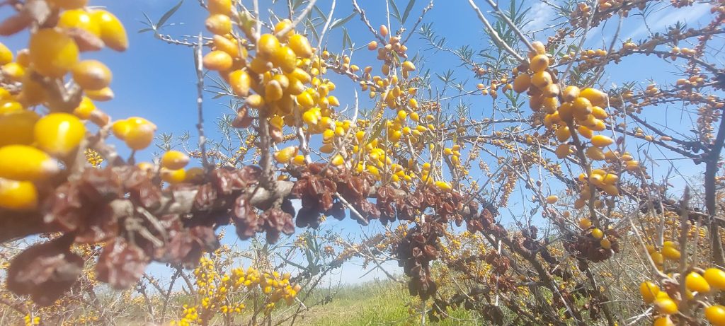 (Video)Tone de cătină bio se strică pe plante. O piață la care Buzăul excela, pierdută în favoarea Ucrainei