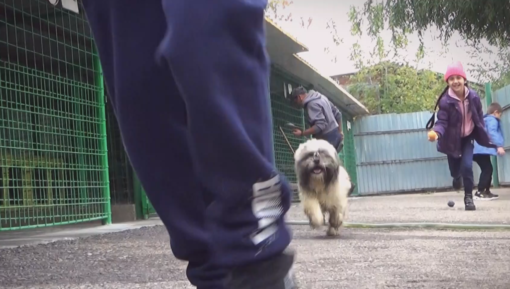 (FOTO&VIDEO) Terapia cu animale, soluție pentru sprijinirea copiilor cu nevoi speciale. Bucuria celor mici în preajma patrupedelor