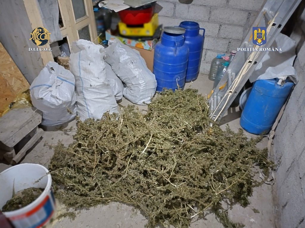 Cămară cu canabis. Descoperirea făcută de polițiști într-o gospodărie din Cilibia