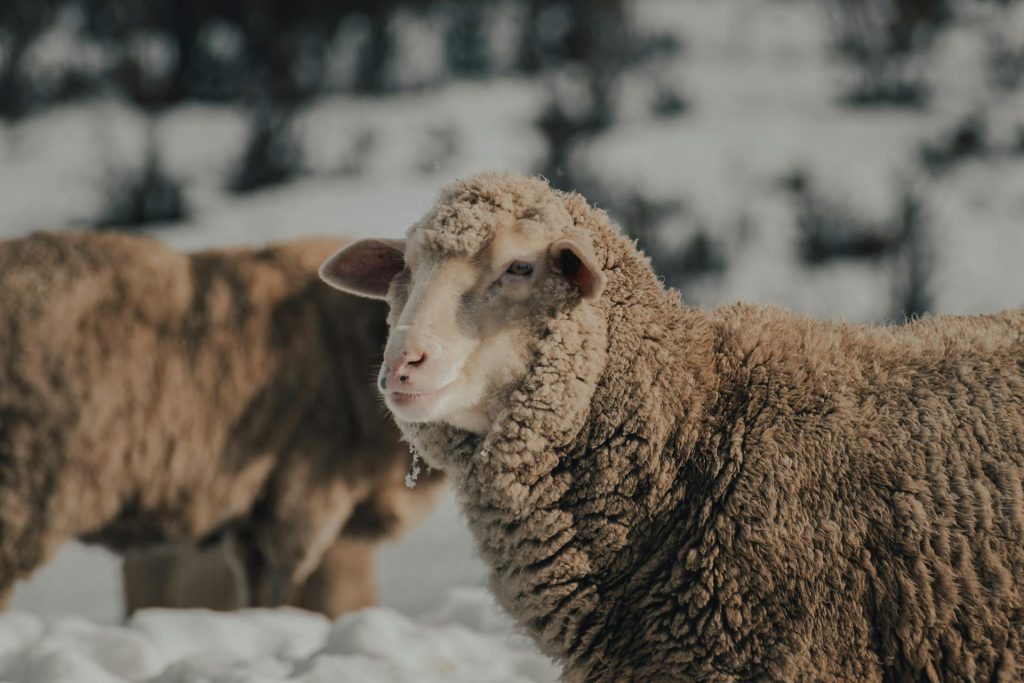 (P) 5 lucruri de care au nevoie animalele într-o fermă în timpul sezonului rece