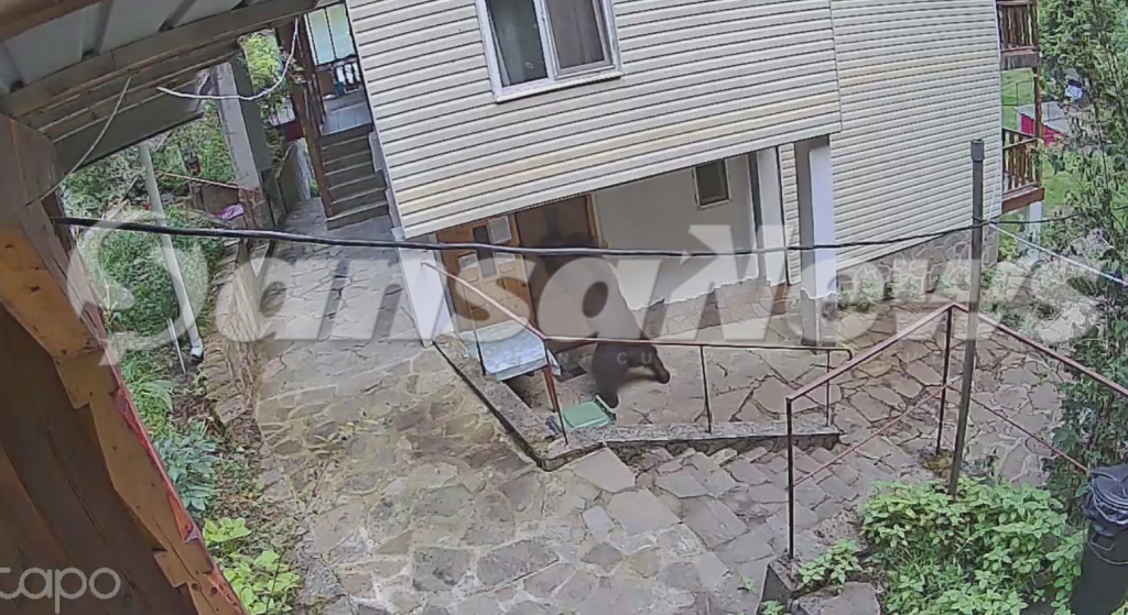 EXCLUSIV: O familie din Siriu s-a trezit cu ursul în casă. La Scorțoasa, un urs periculos a fost împușcat