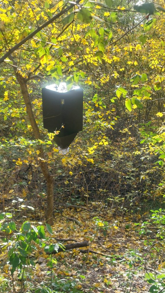 Dilema din Crâng! Capcană pentru dăunători sau metodă pentru uscarea intenționată a arborilor? O intrebare la care responsabilii amână răspunsul