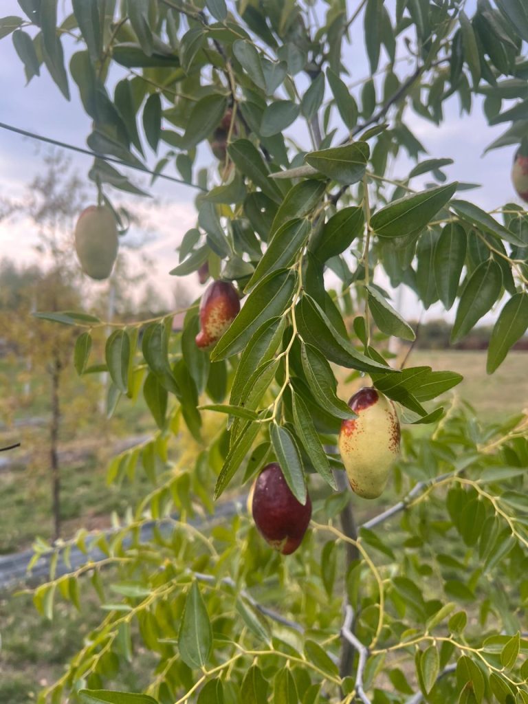 Fructul din China care se cultivă cu succes și în România. Cercetătorii buzoieni au epuizat stocul de arbuști