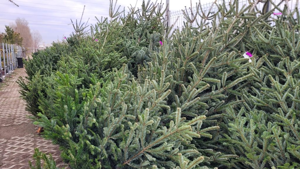 Brazi naturali pentru toate buzunarele la Buzău! Cât costă un pom de Crăciun