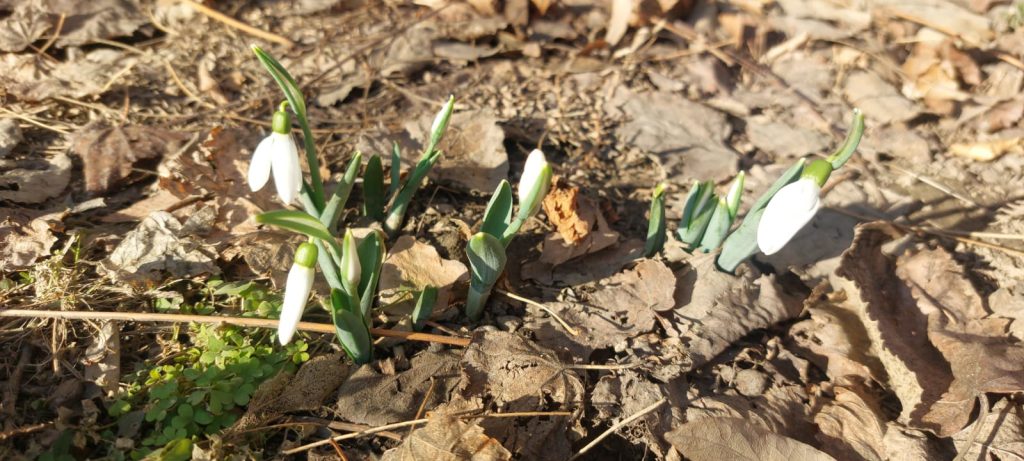 (Video) Ghiocei înfloriți în miez de iarnă. Ce prevestesc florile pentru agricultori