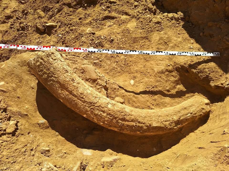 (FOTO&VIDEO) Povestea fildeșului de mamut lânos, unic în țară, descoperit la Săpoca. Zona în care a fost găsit, amenajată pentru a atrage turiștii