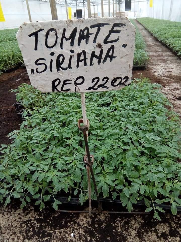 Cercetătorii au pregătit oferta de răsaduri. Tomatele timpurii, primele soiuri scoase spre vânzare