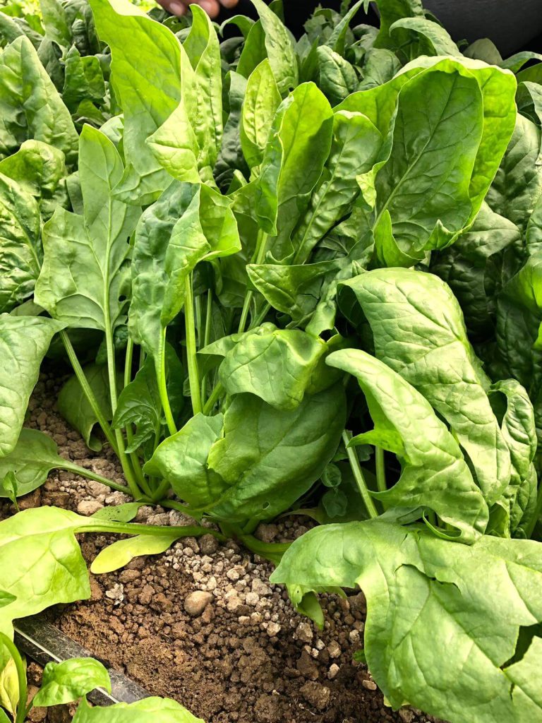 Spanac produs la Buzău, stropit cu insecticid. Substanța, interzisă de Uniunea Europeană încă din 2020
