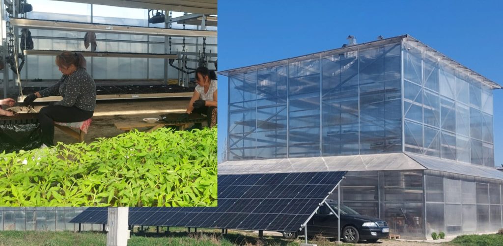 (Video) Sera din România unde producția de răsaduri este mai ieftină cu 30% a fost pusă în funcțiune la Buzău