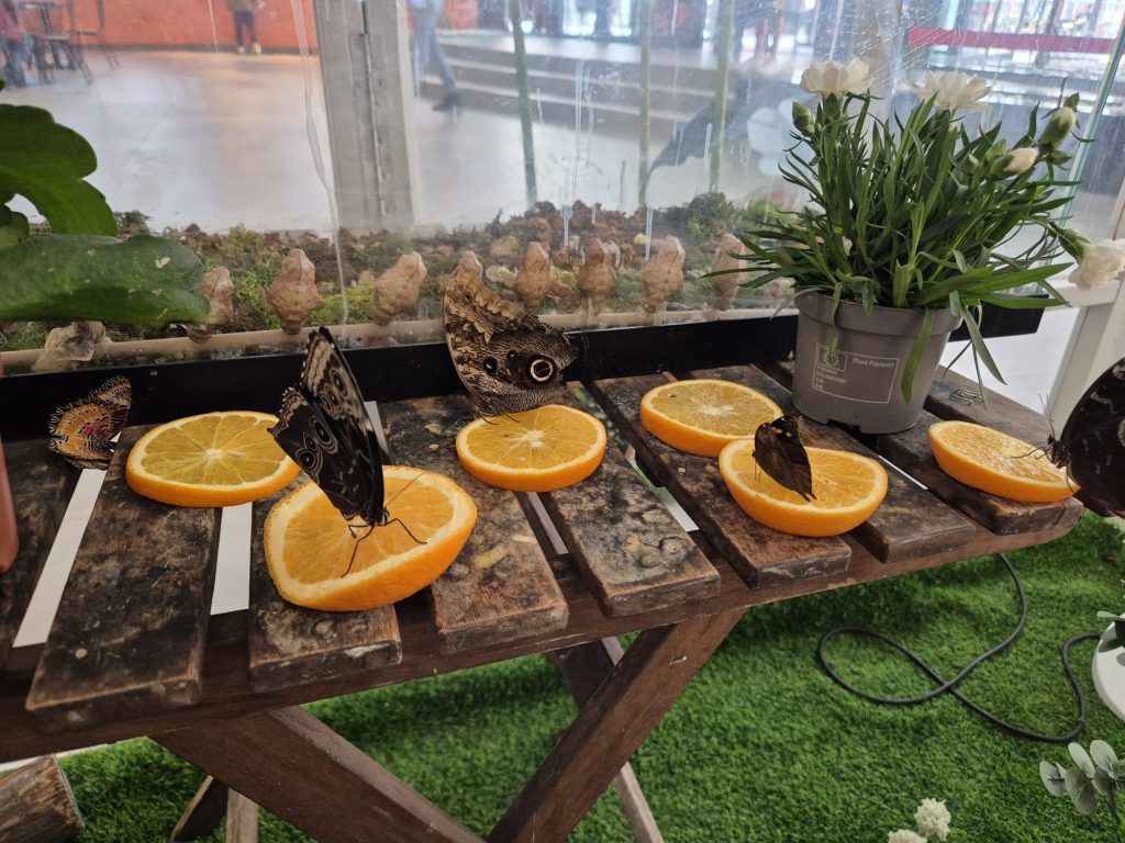 Fluturi exotici la mall! O expoziție spectaculoasă, în inima Buzăului