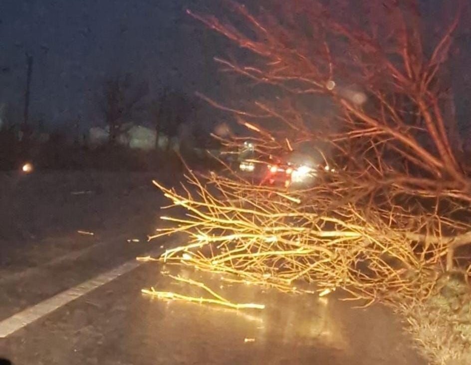 Probleme din cauza vântului. Un copac a fost doborât pe carosabil