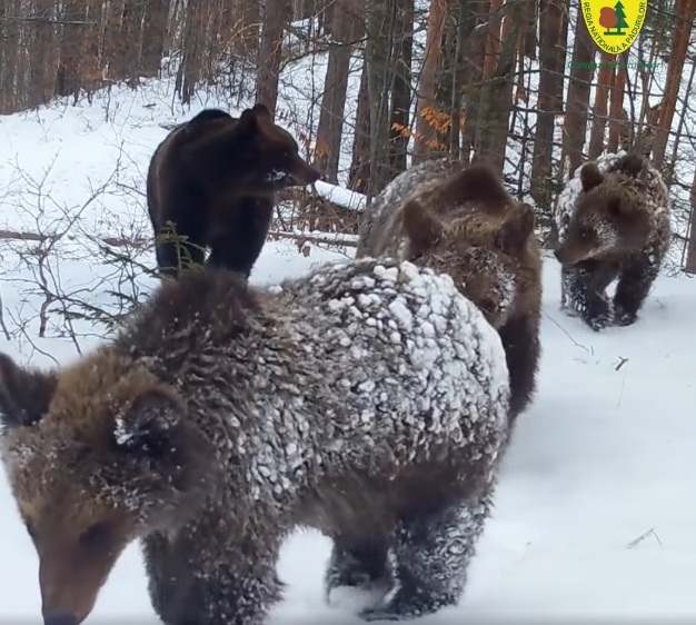 (VIDEO) Imaginile rare care au devenit virale! ”Patrula blănoșilor”, la plimbare